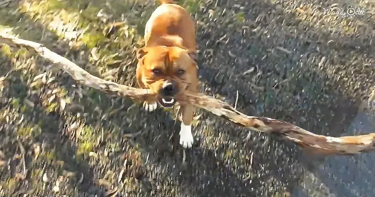 A brown dog is leaping through the air, holding a large stick in its mouth.