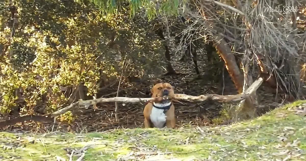 These Dogs Are Champs at Finding Sticks Twice Their Size