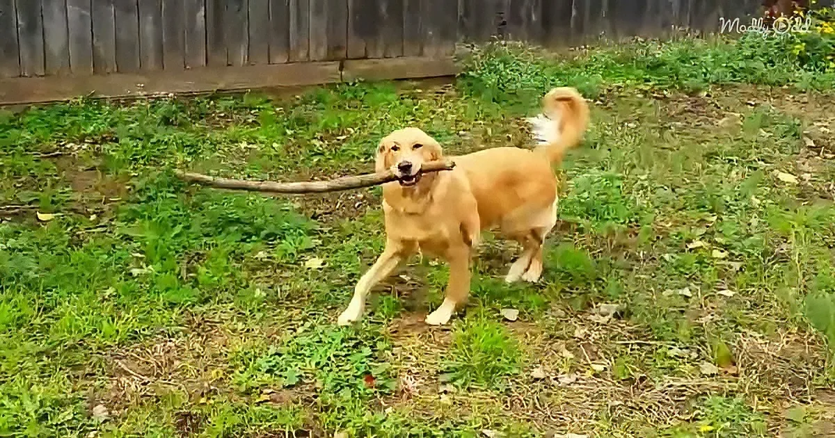 A golden retriever carries a stick in its mouth while standing on grass near a wooden fence.