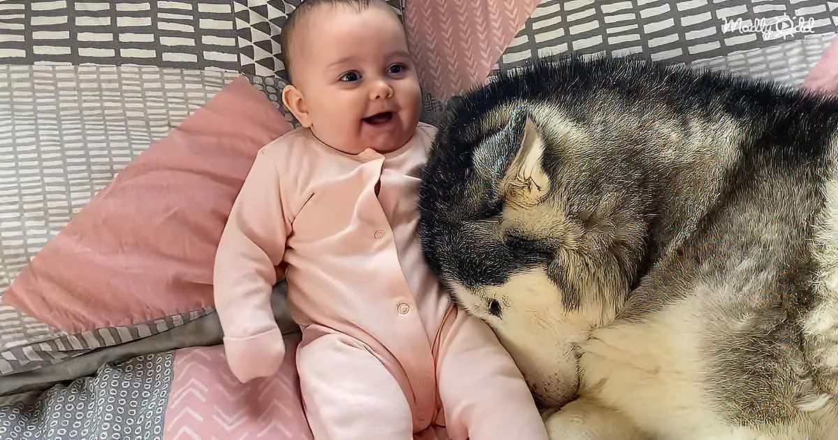 Baby and Husky