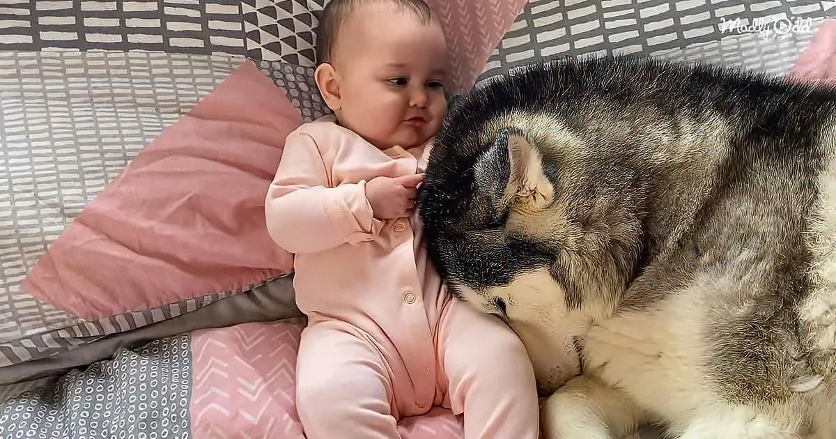 Baby and Husky