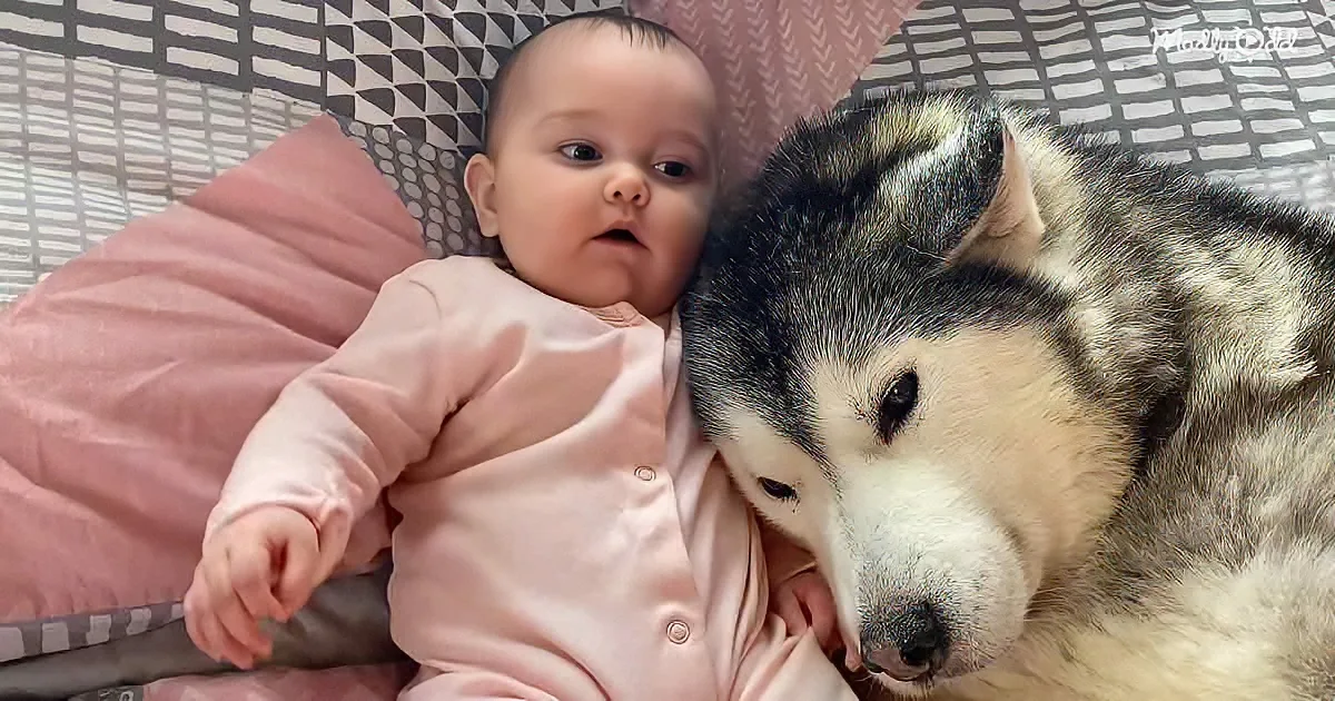 Baby and Husky