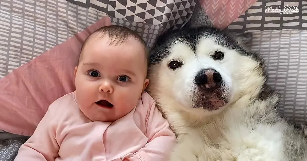 Mama Husky Is a Perfect Cuddle Pillow for a Sleeping Baby