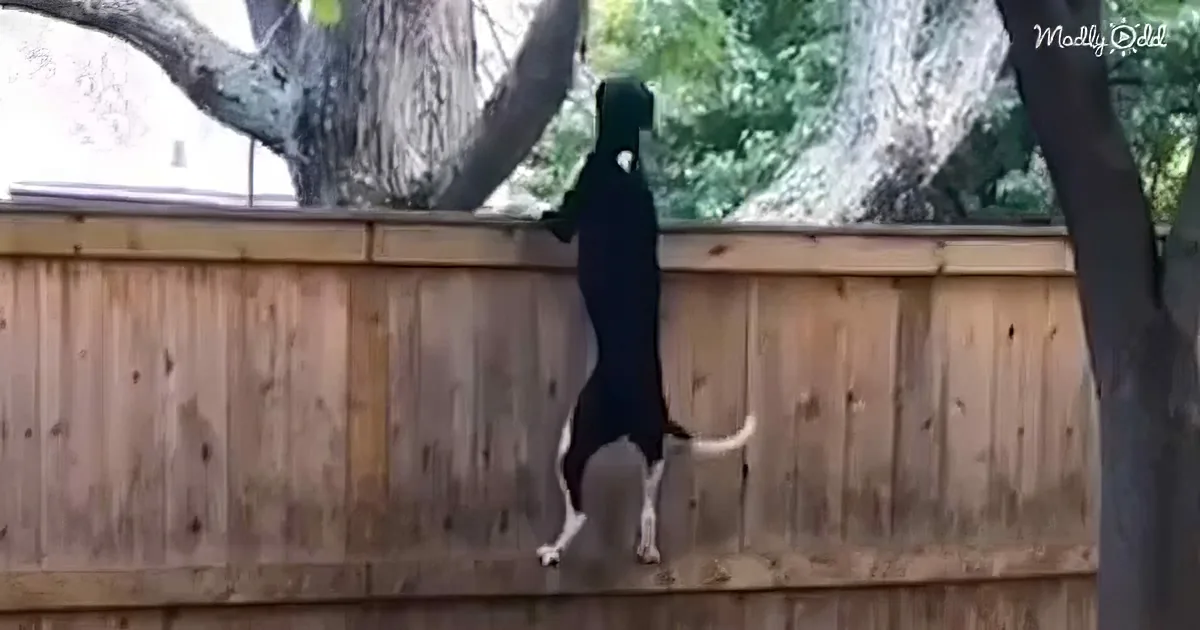 A black and white dog is hanging upside down from a wooden fence, with its front paws gripping the top.