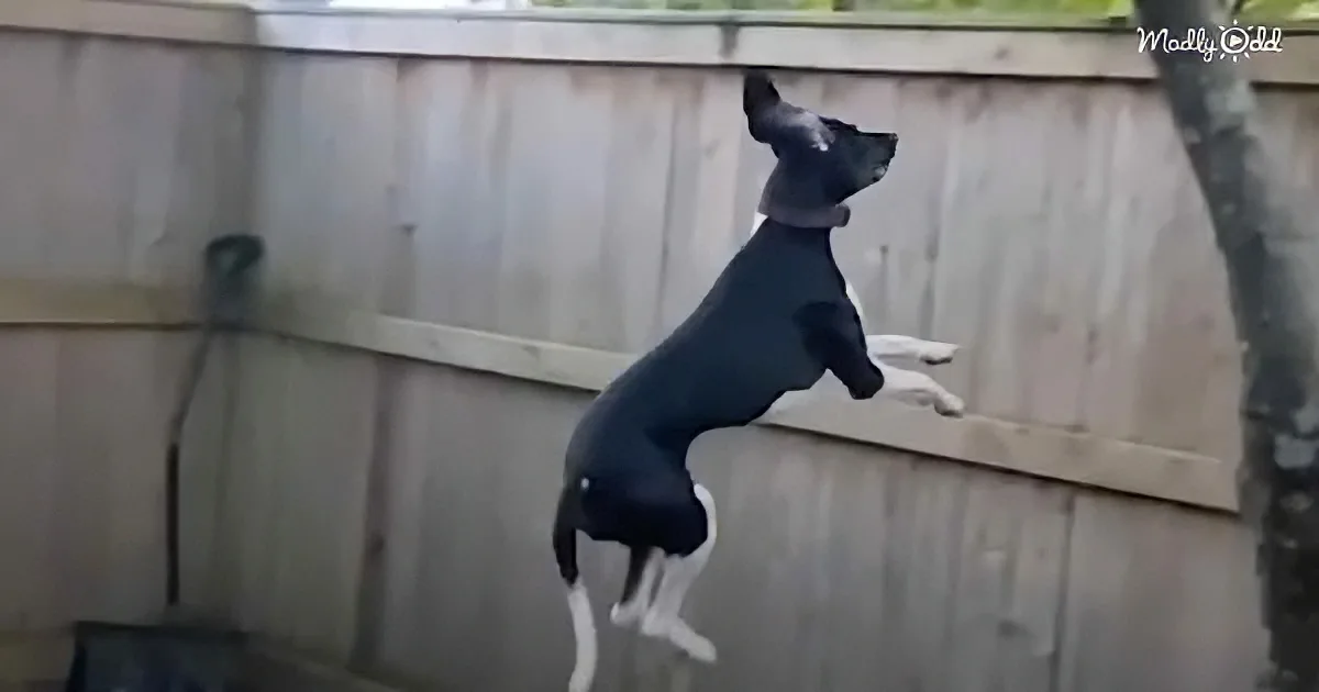 A black and white dog is perched on a wooden fence, looking up.