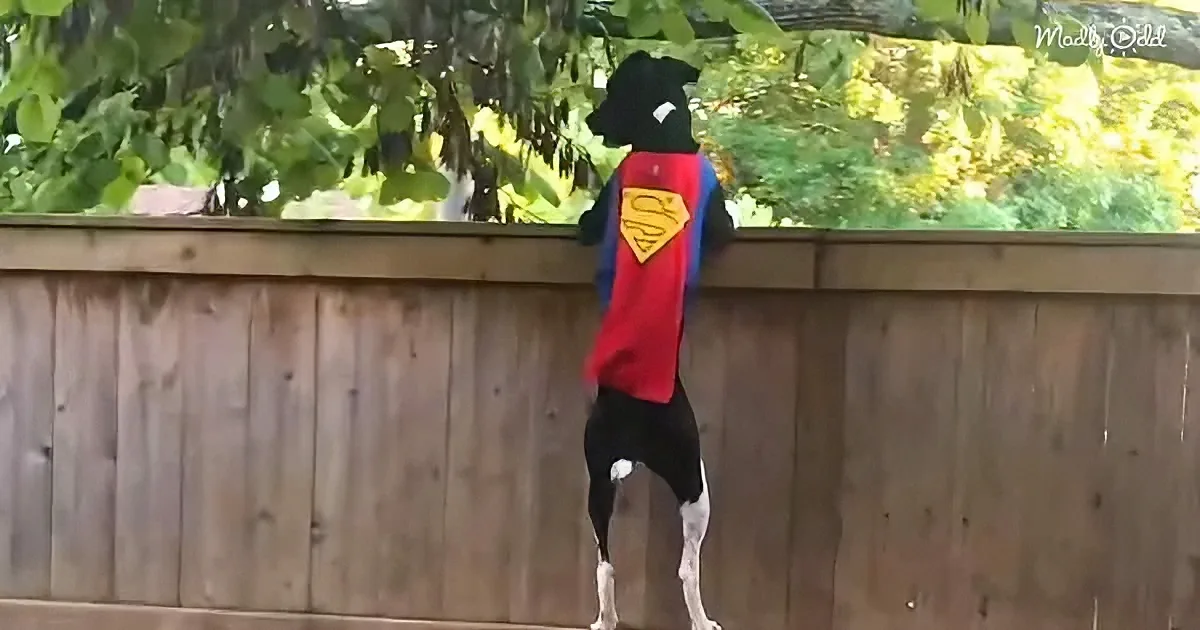 A dog in a Superman costume stands on its hind legs, leaning on a wooden fence.