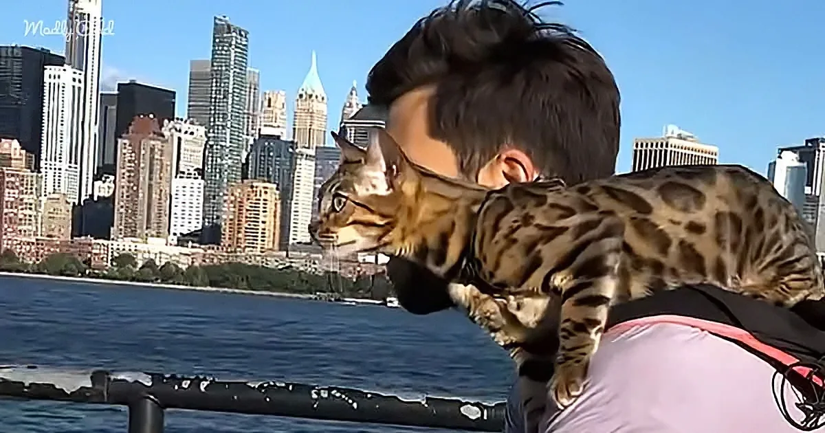 A Bengal cat sits on a person's shoulder, overlooking a cityscape and water.