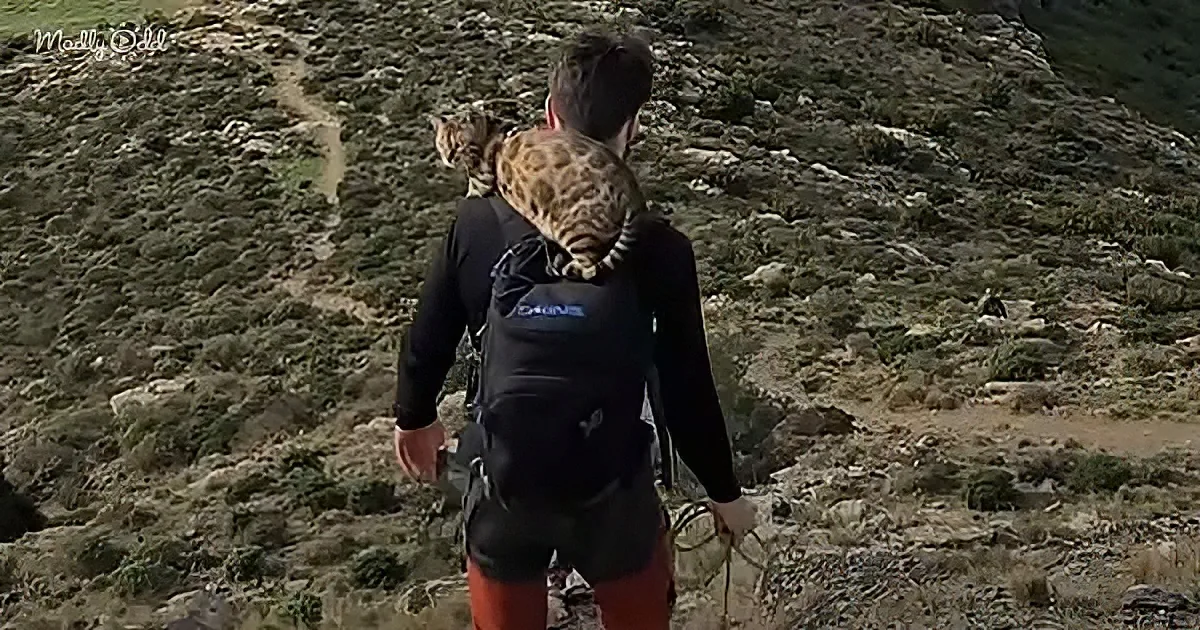 A man hikes with a leopard on his back, carrying a backpack and holding a rope.