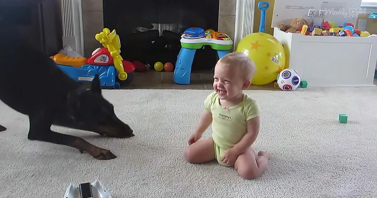 Doberman and toddler playing