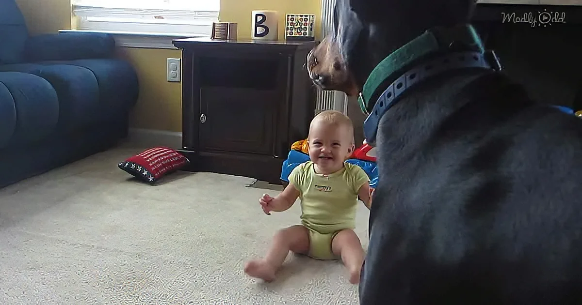 Doberman and toddler playing