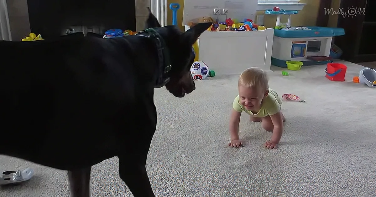 Doberman and toddler playing