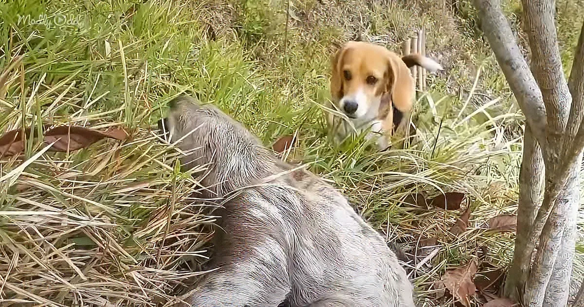 A beagle dog sits in grass, looking at another dog lying down nearby.