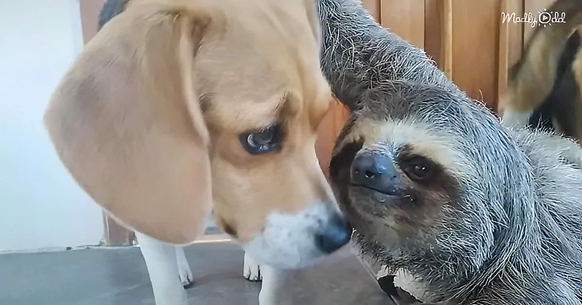 A beagle dog and a sloth are closely interacting, with the dog nuzzling the sloth's head.