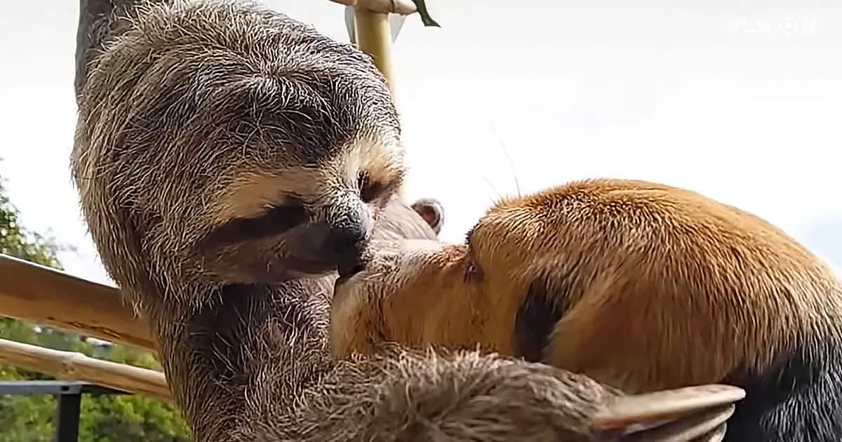 Being Friends With Rescued Sloth Teaches Beagle to Do Weird Things