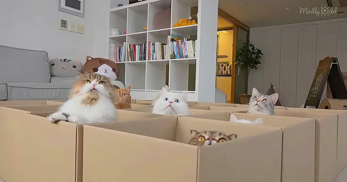 Several cats are playfully hiding in cardboard boxes in a cozy living room.