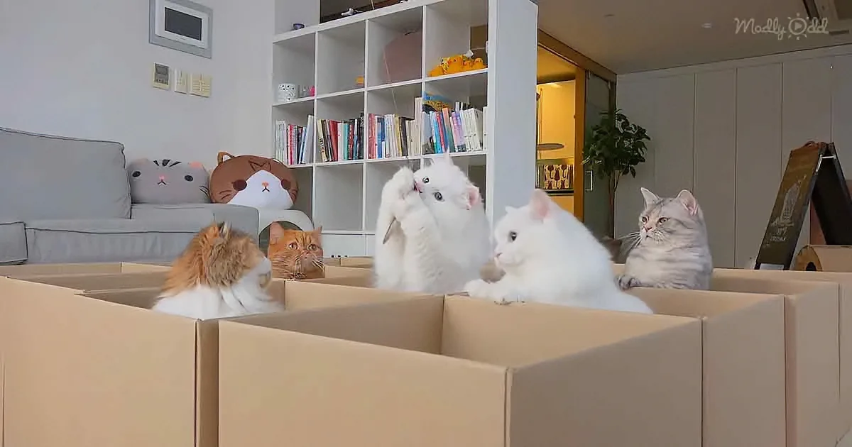 Cat-Mom Creates Excellent Challenges for Her 7 Playful Kitties