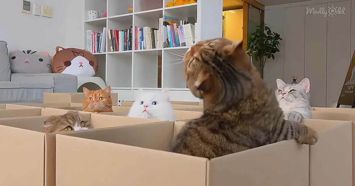A tabby cat sits in a box, surrounded by other cats in boxes, in a cozy living room setting.