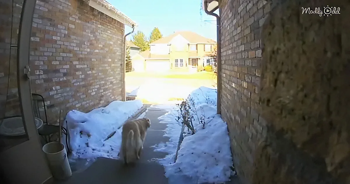 A dog stands on a snow-covered driveway between brick walls, facing a bright, sunlit suburban street.