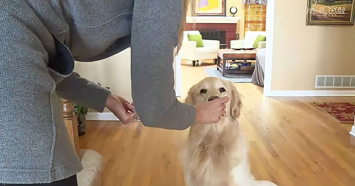 A golden retriever sits attentively as a person points at its nose in a cozy living room.