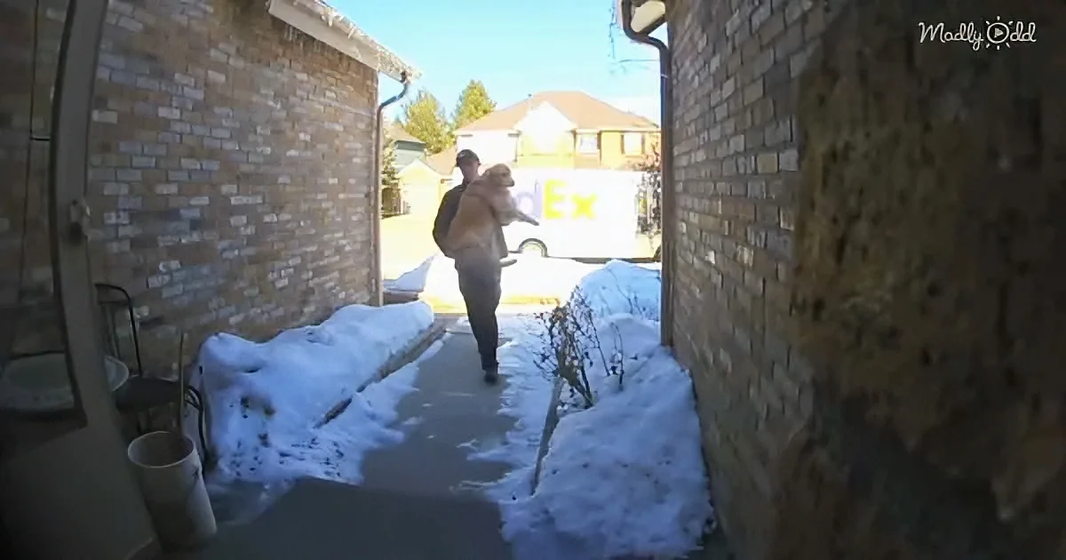 A man carries a dog through a snowy alleyway, with a FedEx truck in the background.
