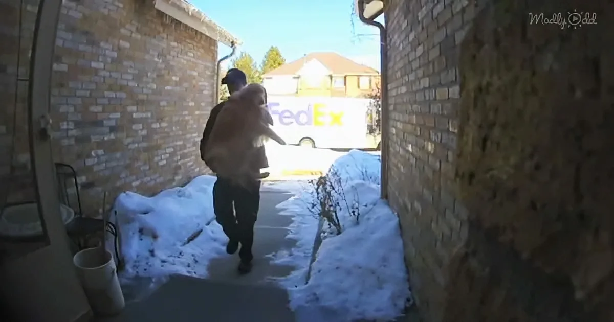 Woman's Lost Dog Finds Favorite Fedex Driver Who Brings Her Home