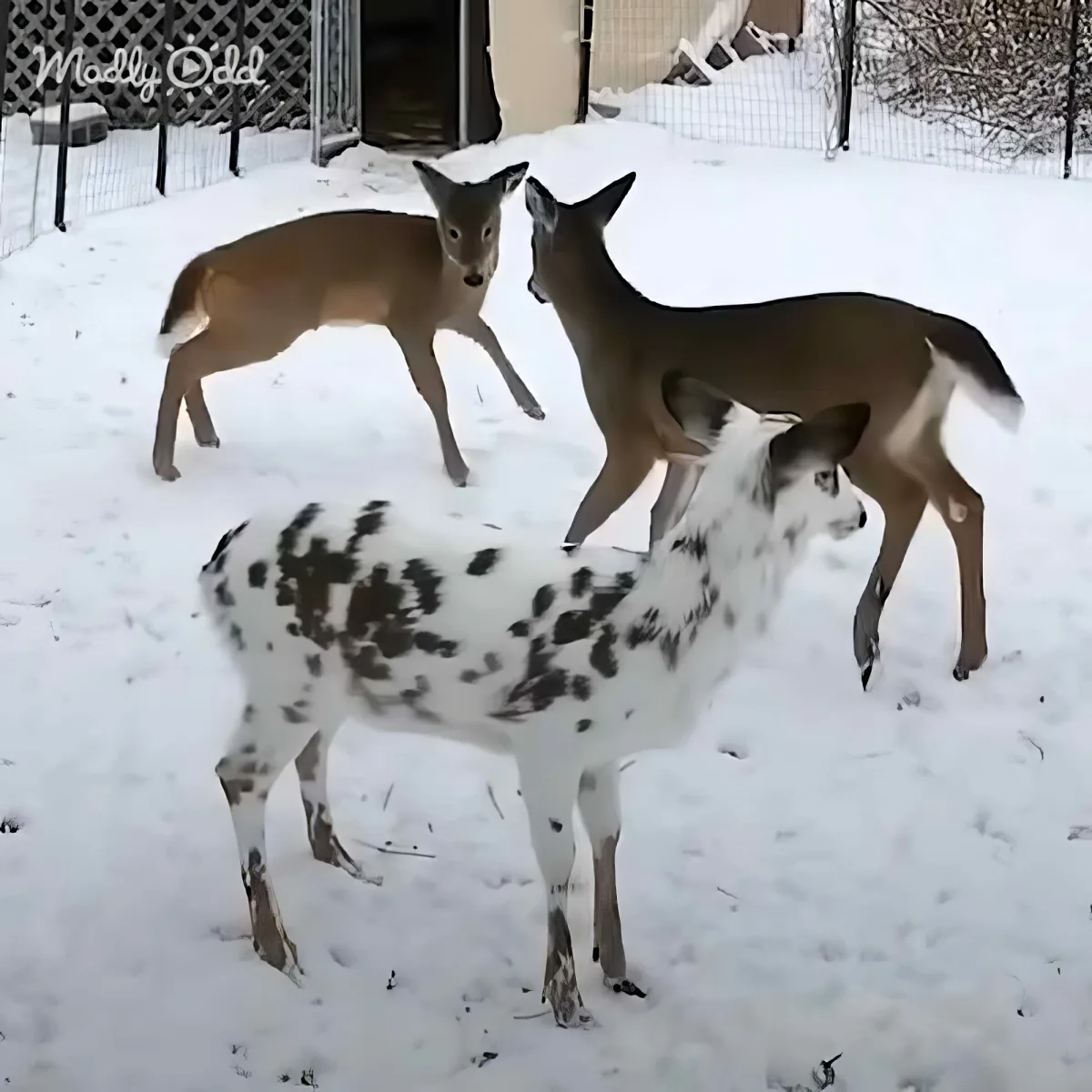 Newborn white fawn