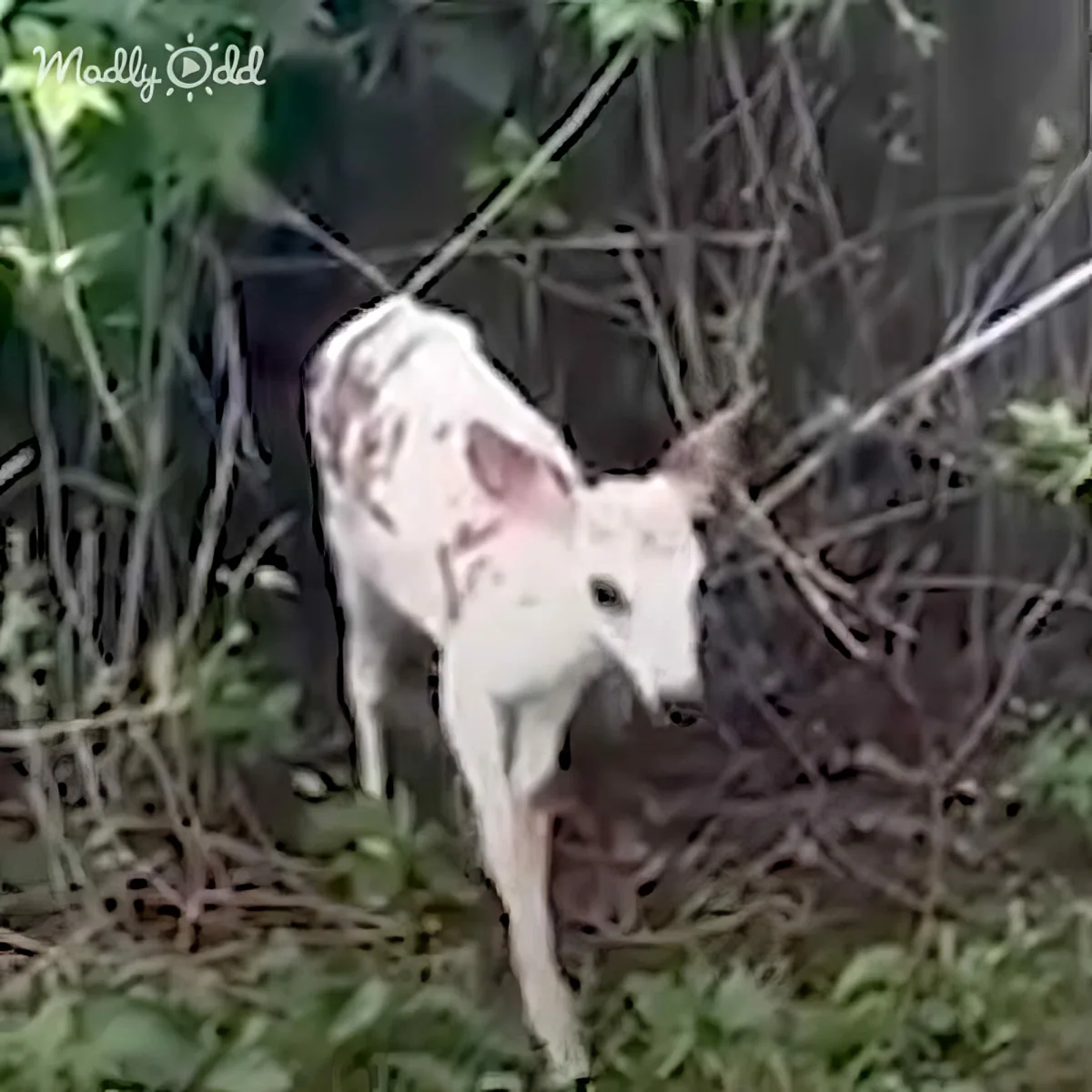 Newborn white fawn