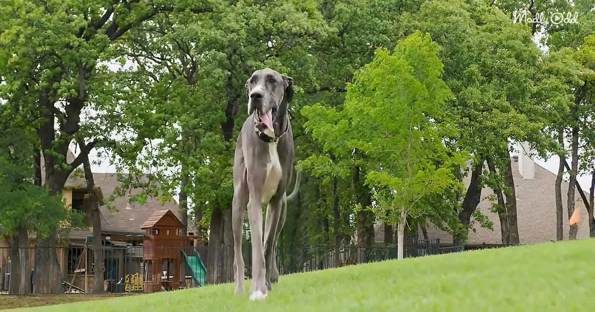 The Tallest Great Dane in the World Garners a Lot of Stares