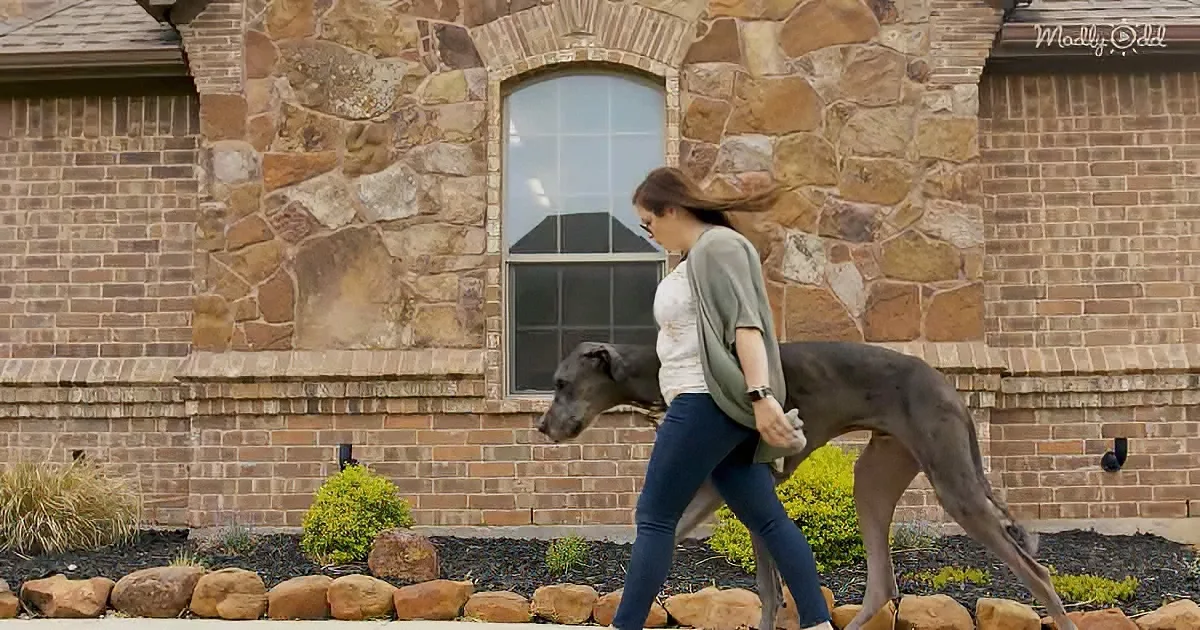 The tallest Great Dane