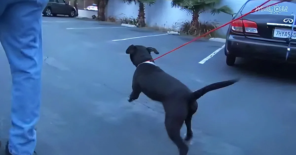 A black dog on a red leash stands on a street, looking at a car.