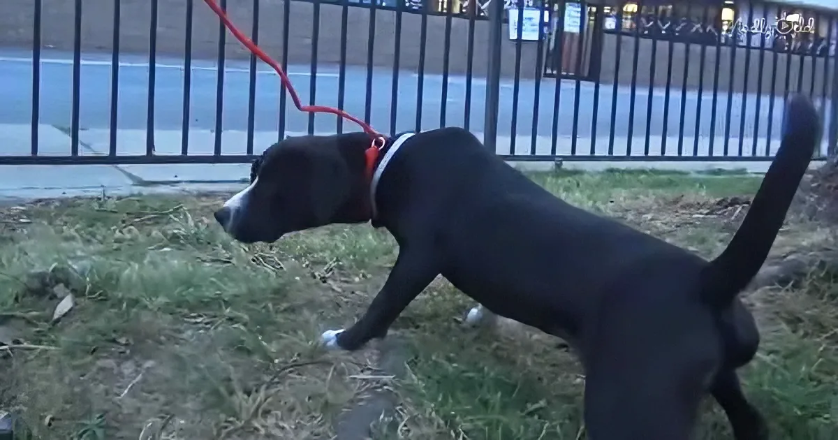 A black dog with a red leash stands on grass near a fence, looking to the left.
