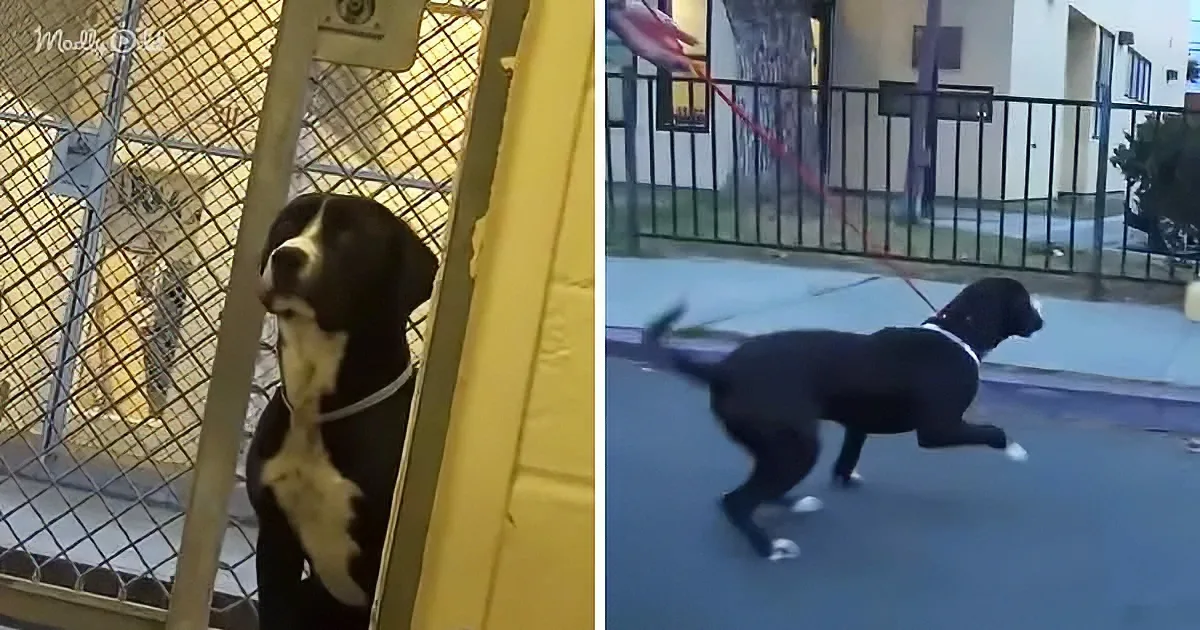 Adorable Pittie on 'Put-Down' List Jumps and Tail-Wags During 'Freedom Walk'