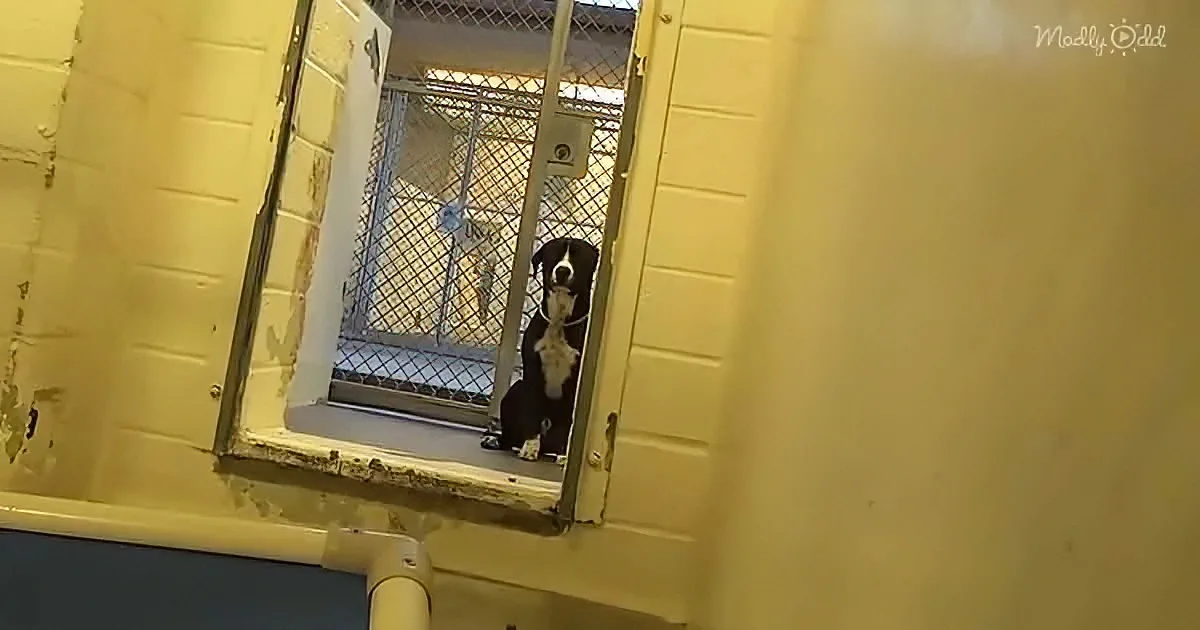 A black and white dog sits patiently behind a chain-link fence in a kennel.
