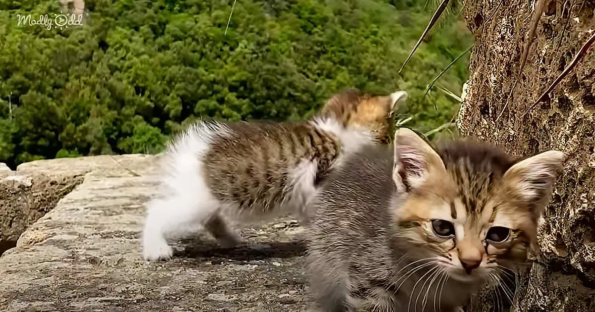 Two kittens, one gray and white, the other orange and white, are on a rocky surface with greenery in the background.