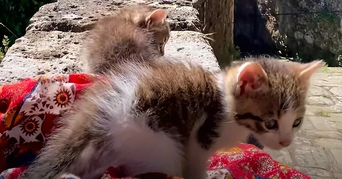 Two kittens, one gray and white, the other orange and white, are sitting on a colorful blanket outdoors.