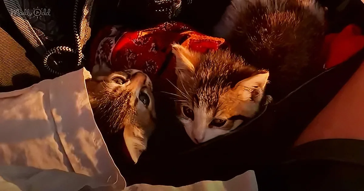 Two kittens with orange and white fur are nestled together, looking up with curious expressions.