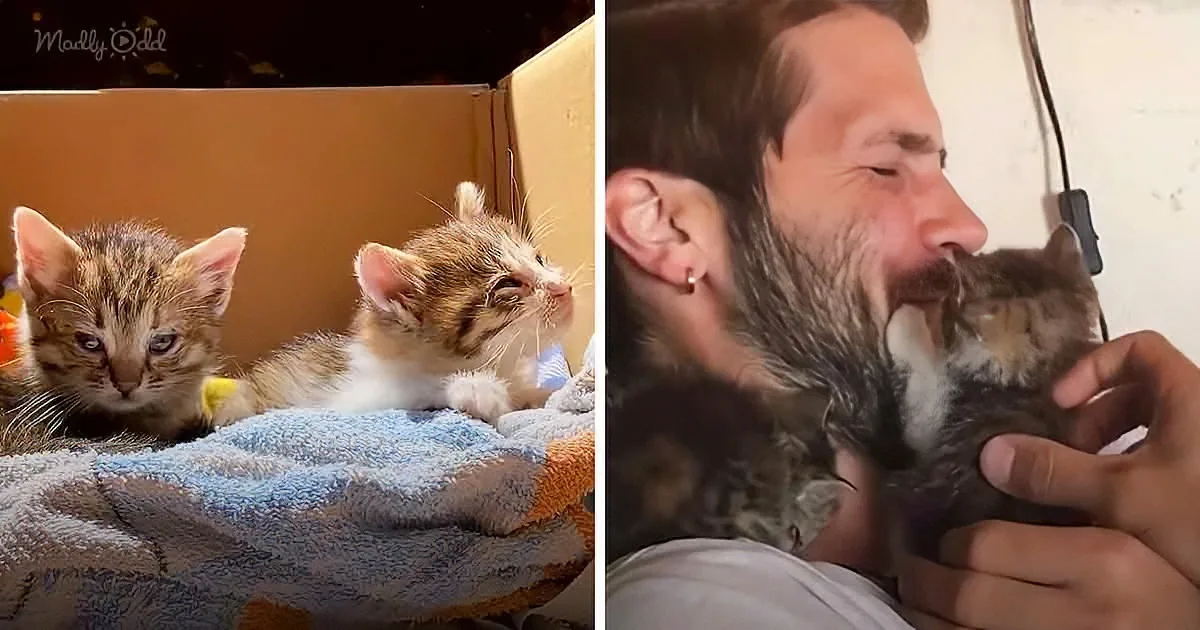 Painter Finds Two Rambunctious Kitties Who Refuse to Leave Him