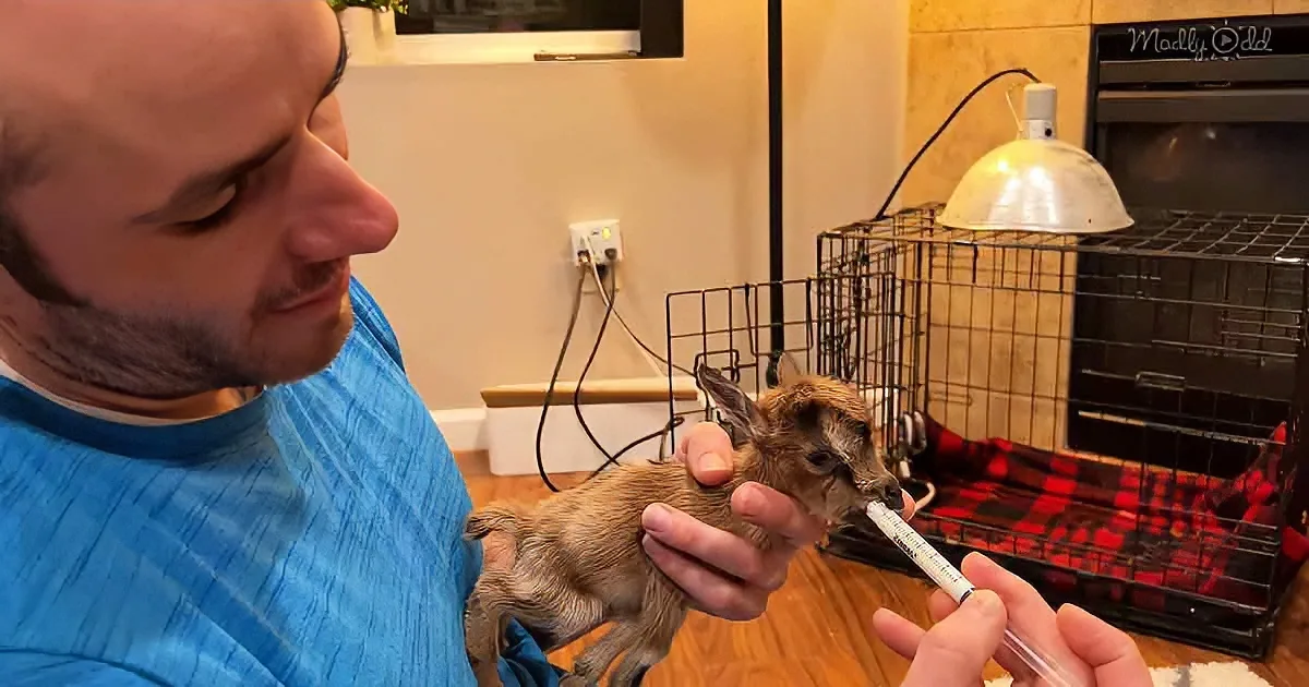 A man holds a baby goat while another person feeds it with a syringe in a cozy indoor setting.