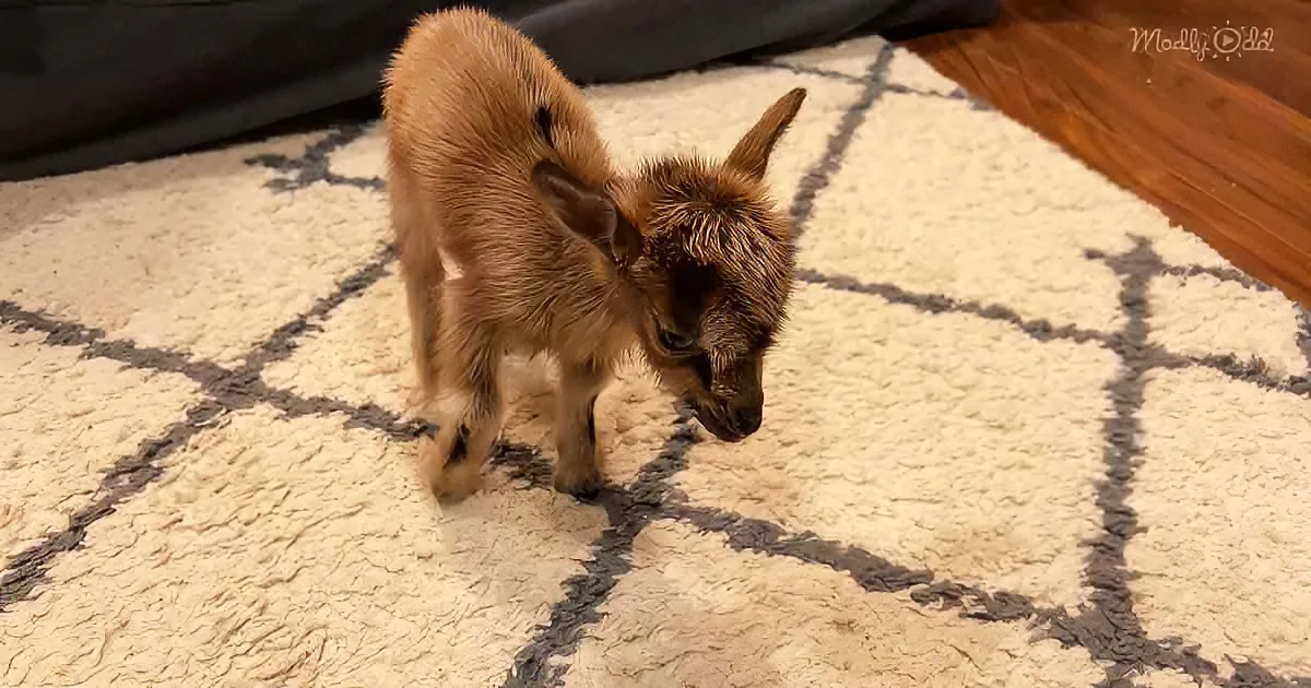 A small, light brown baby goat stands on a patterned rug, looking down with its head slightly tilted.