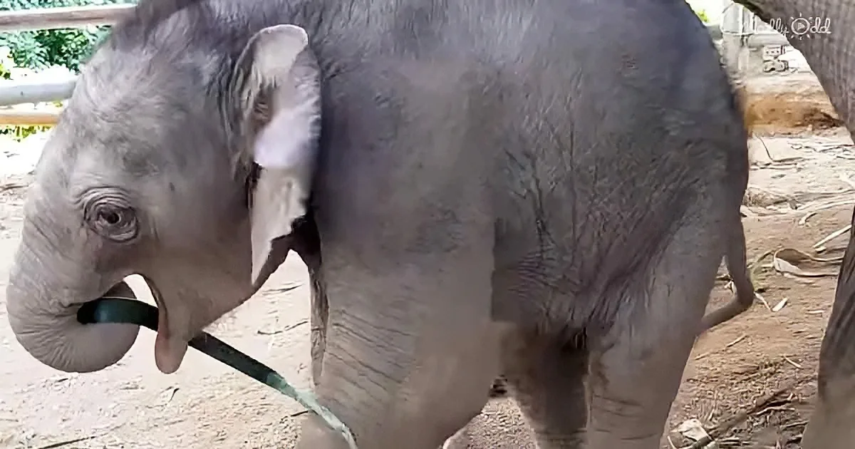 A baby elephant with a green hose in its mouth stands on dirt ground.