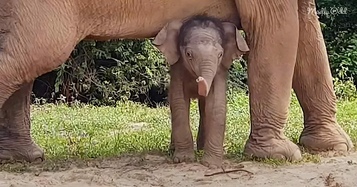 Little Baby Elephant's Innocent Actions Steal Onlookers' Hearts