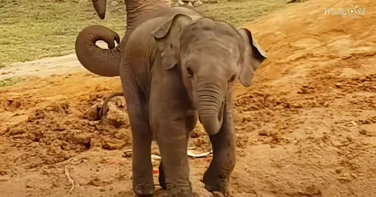A baby elephant stands on sandy ground, its trunk raised and ears flapping.