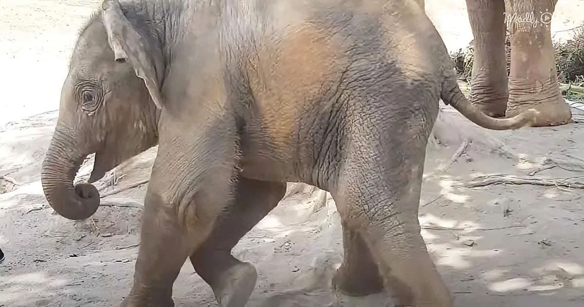 A baby elephant with its trunk curled, standing on sandy ground, with another elephant partially visible in the background.