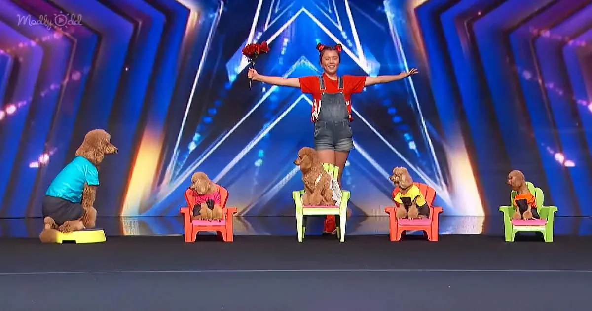 A girl in a red shirt and overalls stands on stage with five dogs in colorful chairs, holding flowers.