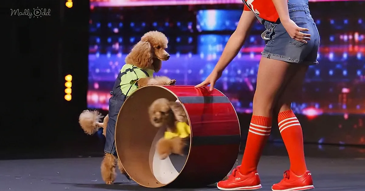 A small dog wearing a cone and overalls is being guided by a person on a stage with a colorful background.