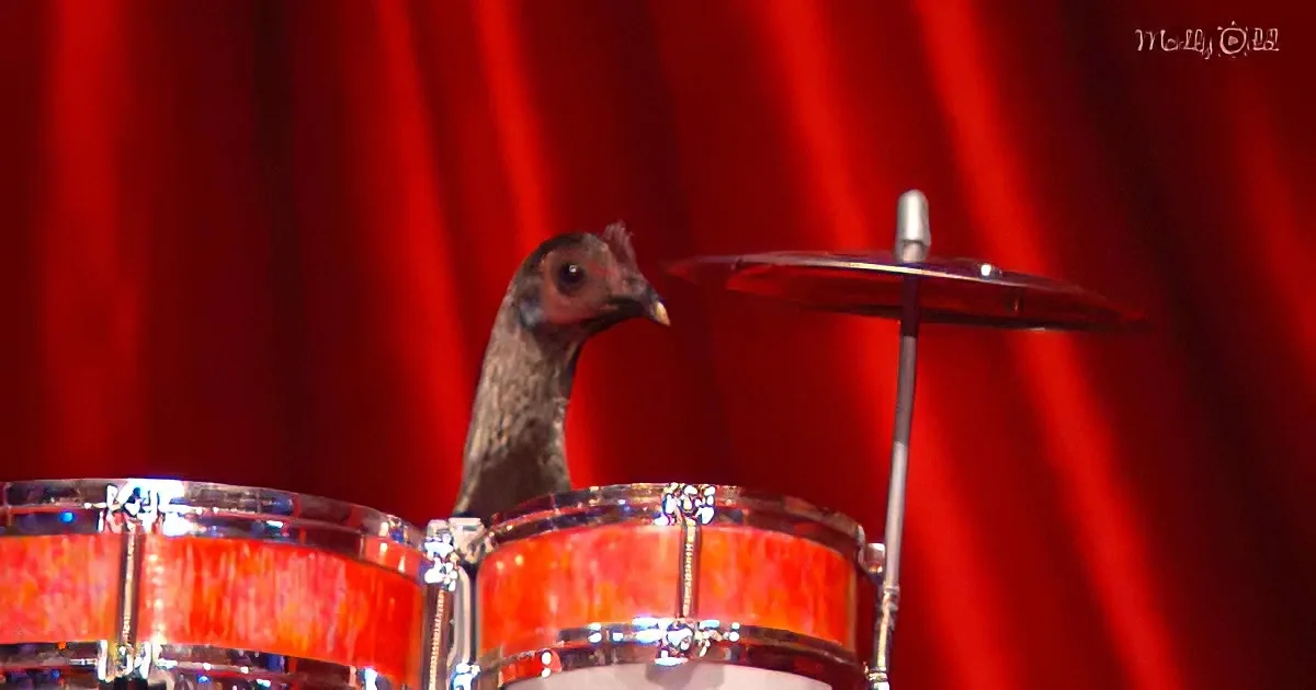 A chicken sits on a drum set in front of a red curtain.