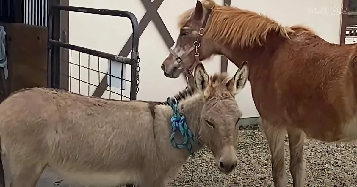 A donkey with a blue halter stands near a horse in a fenced area.