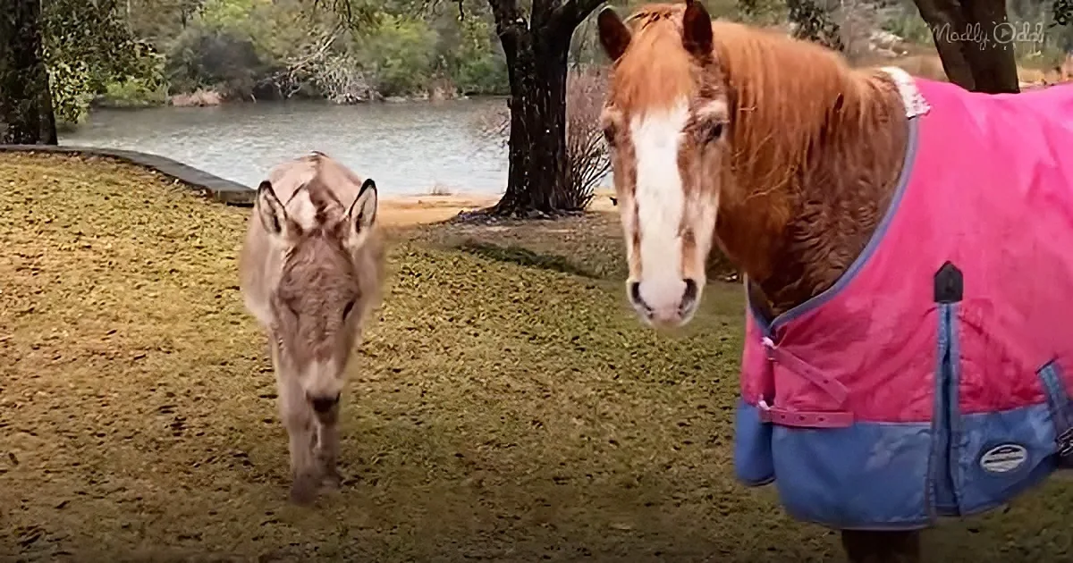 A donkey and a horse in a pink blanket stand on grass near a body of water.