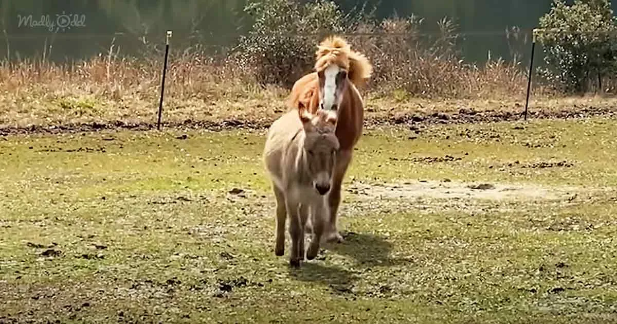 A donkey and a horse walk together on a grassy field with trees and poles in the background.
