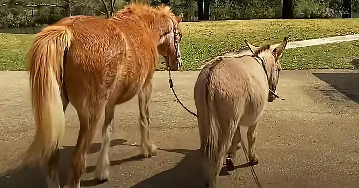 A horse and a donkey are walking side by side on a paved path.